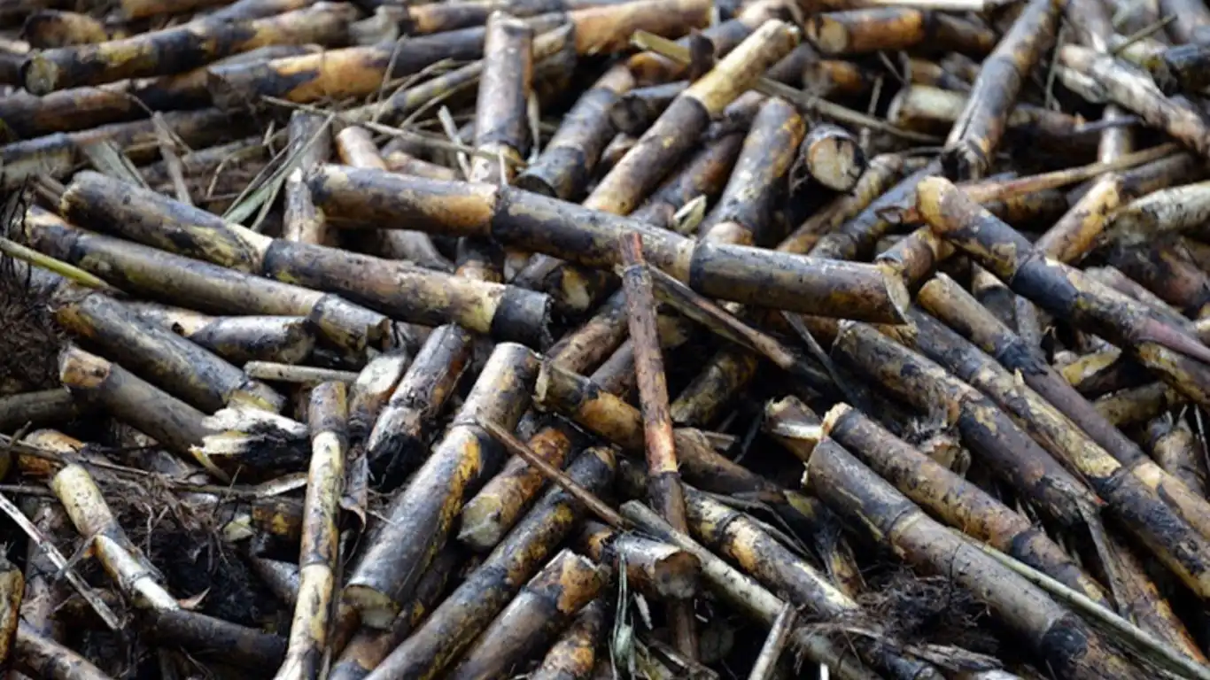 Sugar Industry Turns to the Government