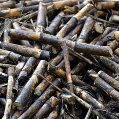 Sugar Industry Turns to the Government
