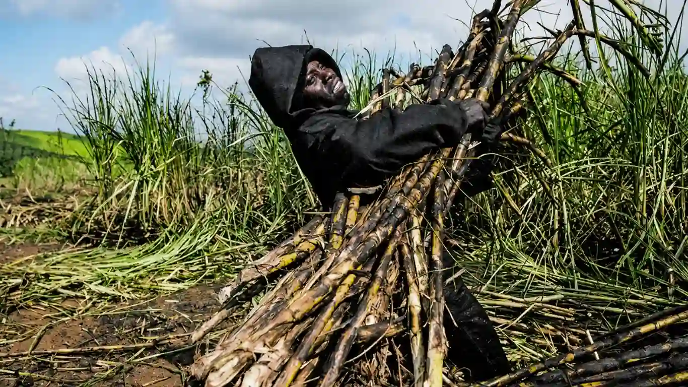 Sugar Industry Wants Delay on Increasing Tax Crippling the Sector